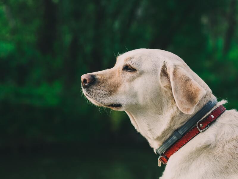 Jak mám správně odčervovat svou dvouletou fenku Labradorského retrívra? Každý mi totiž tvrdí něco jiného.